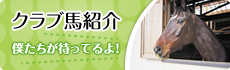 クラブ馬紹介